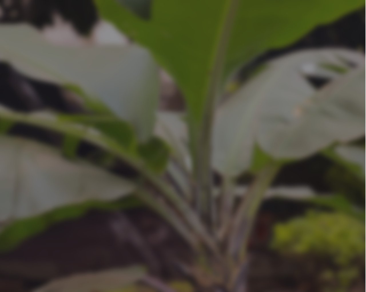 25ca apr collins footer