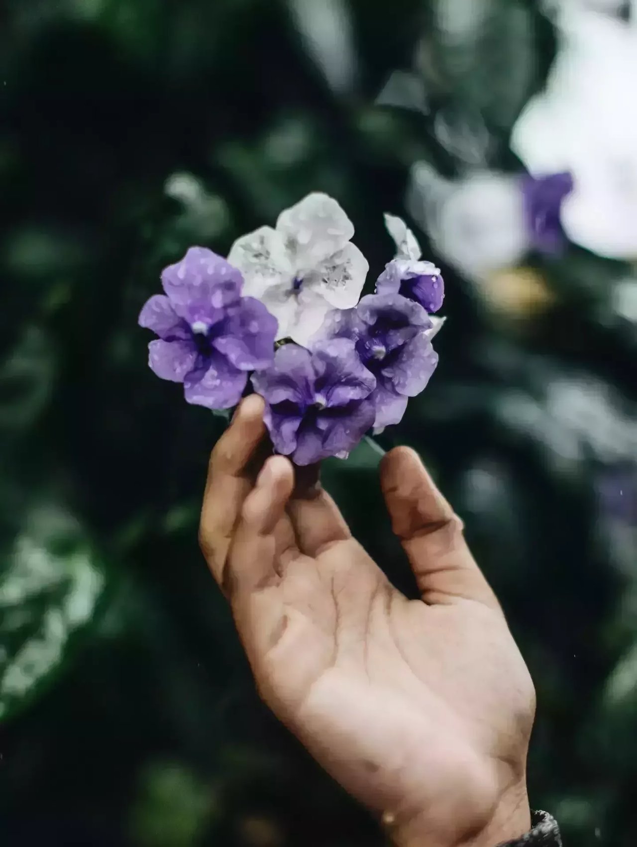 Lent 8 2024 01 07 214017 rsgh W1580 Mcrop Q80 P100 100 6ab4e2245c