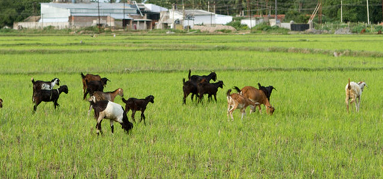 201000 CHE Raman Approved for Full Use 2021 03 08 064304