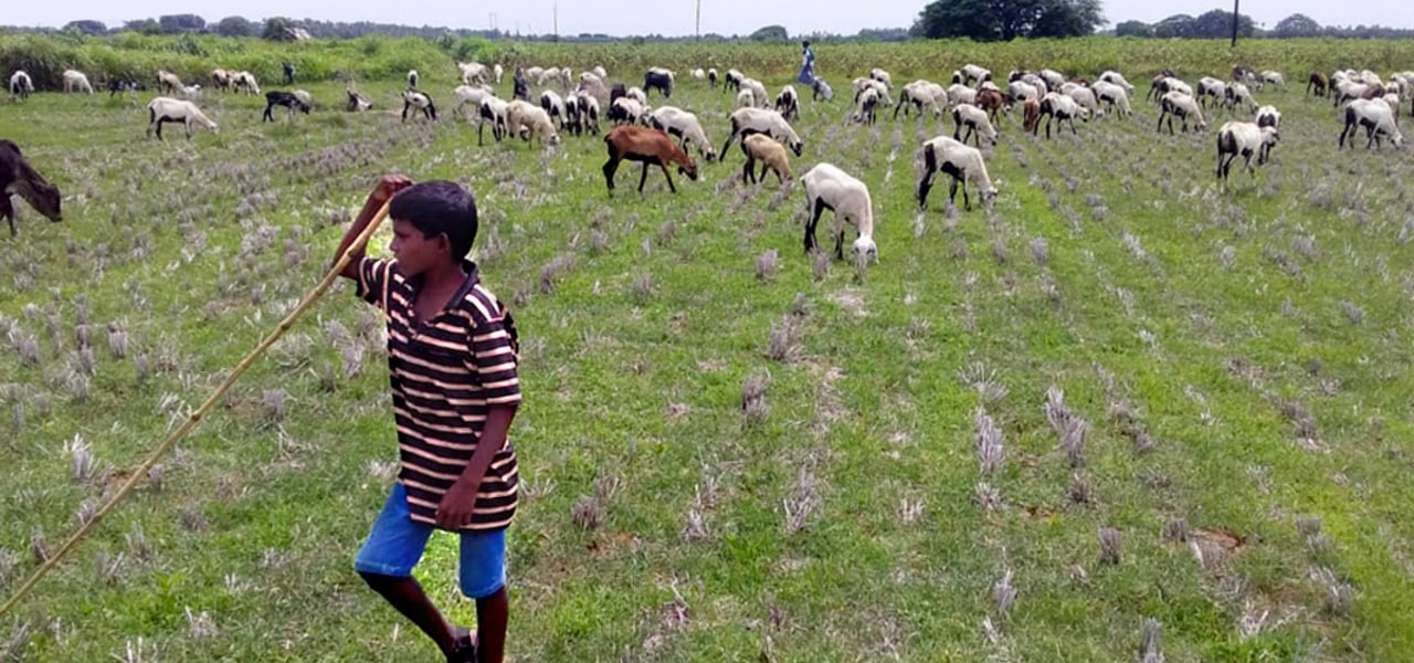 2020 08 SHED Goat Grazing Rescue On the Field