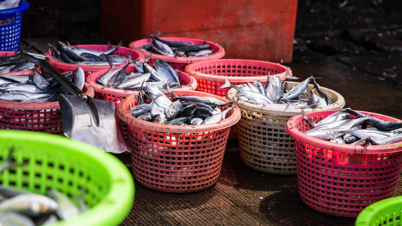 2019 IJM Canada Thai Fishing Boats