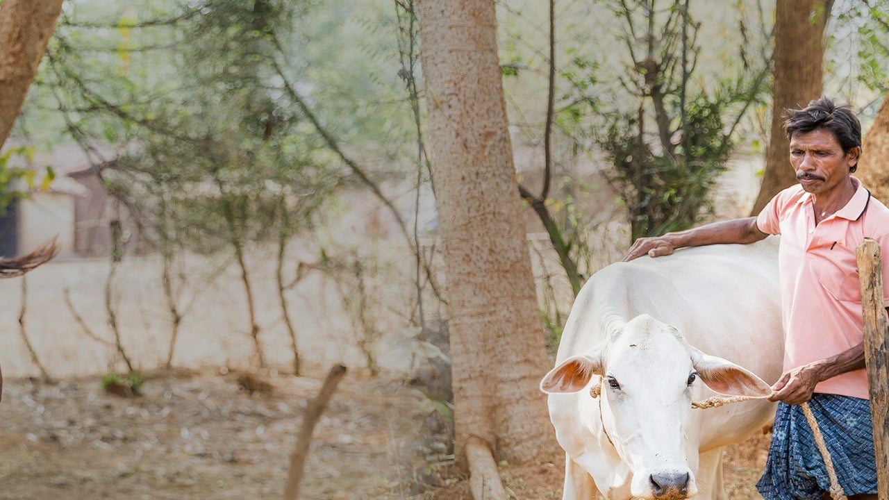 December Mailing Landing Page Header Image India