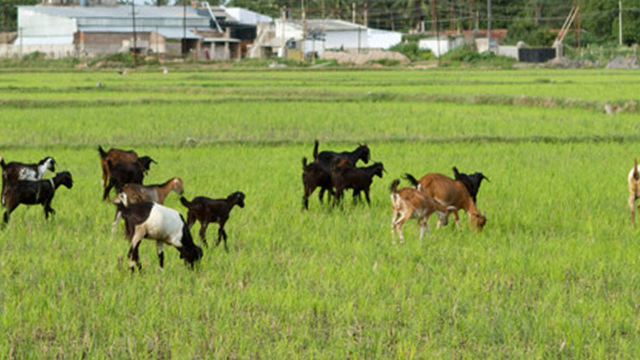 201000 CHE Raman Approved for Full Use 2021 03 08 064304