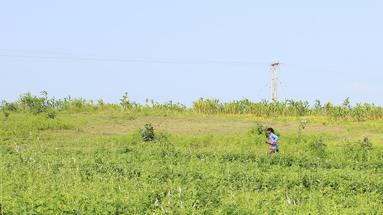 2020 02 Sugarcane Farm Rescue
