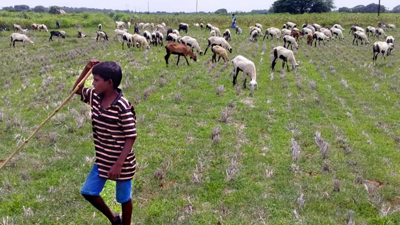 2020 08 SHED Goat Grazing Rescue On the Field