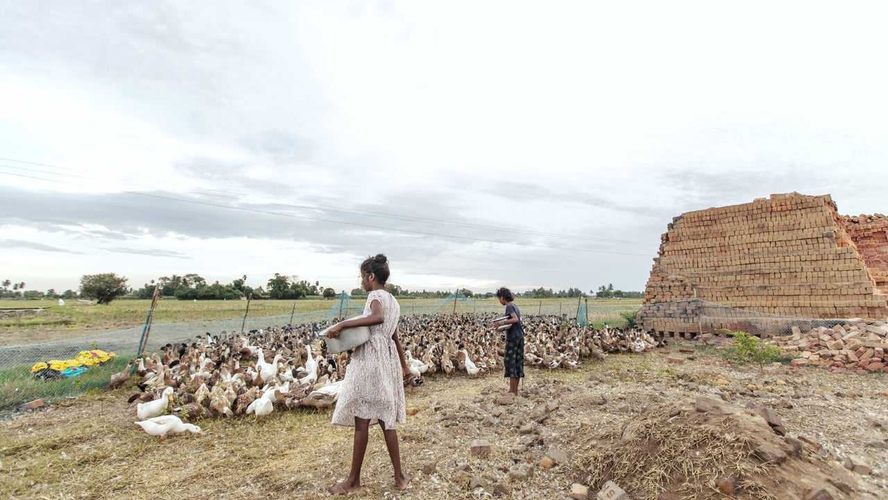 Duck Farm India reup