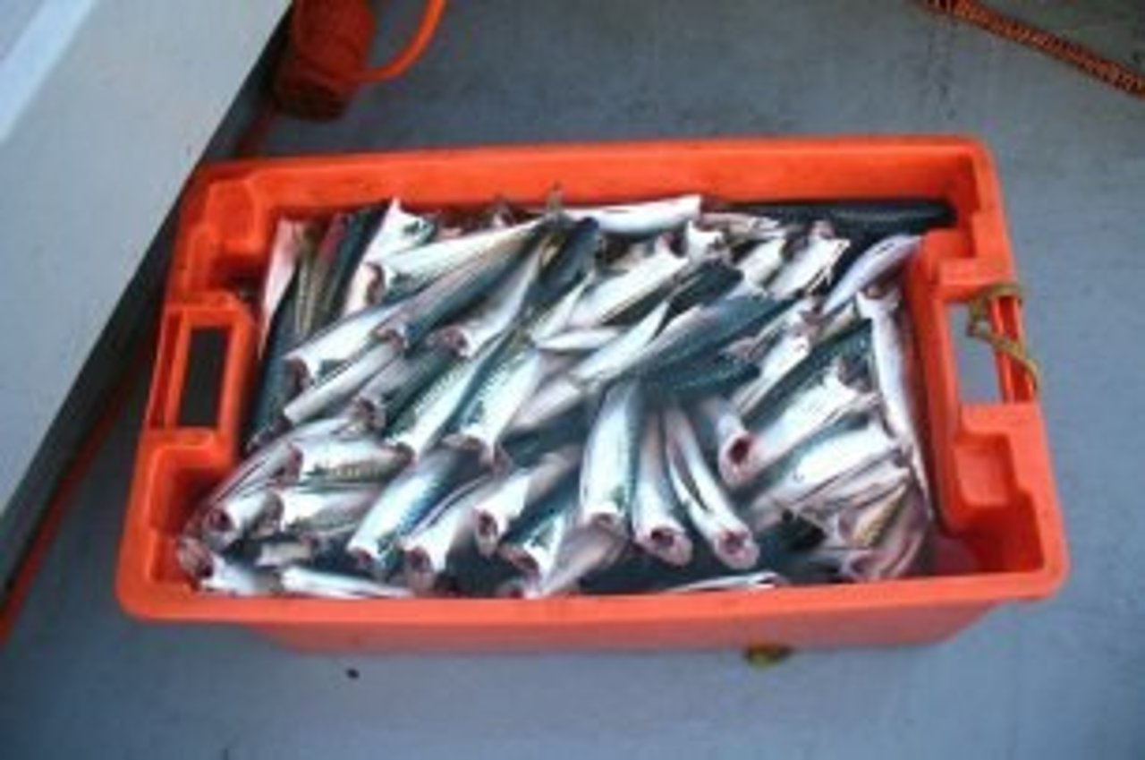 Dy fish finances freedom 2