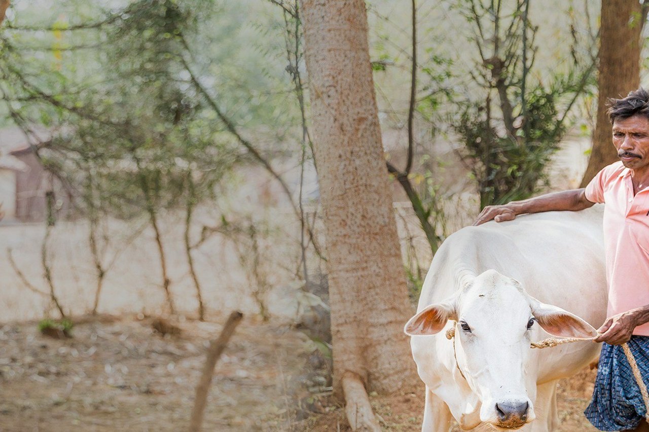 December Mailing Landing Page Header Image India