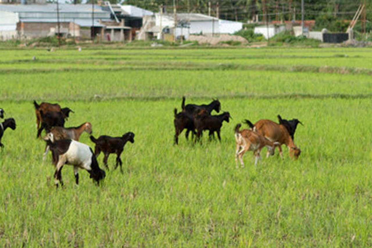 201000 CHE Raman Approved for Full Use 2021 03 08 064304