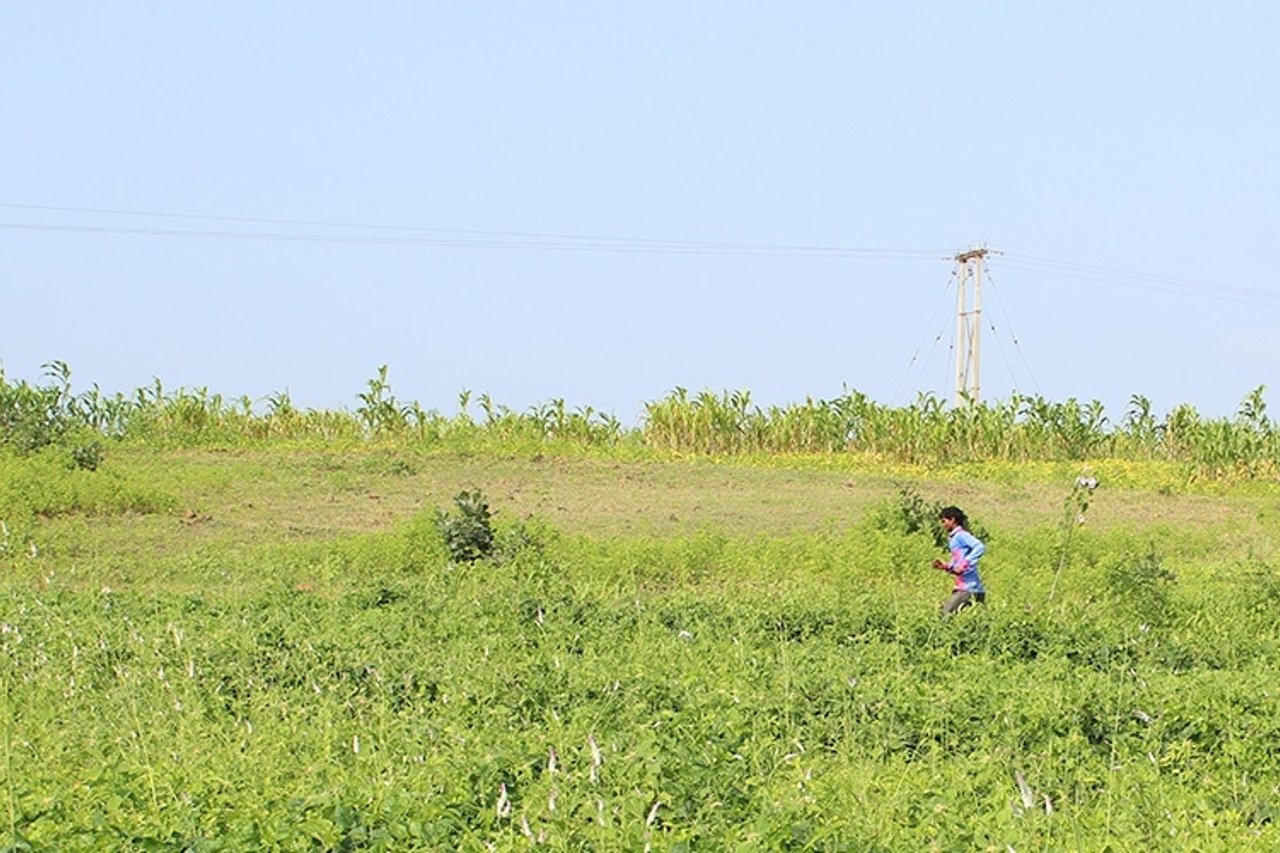 2020 02 Sugarcane Farm Rescue