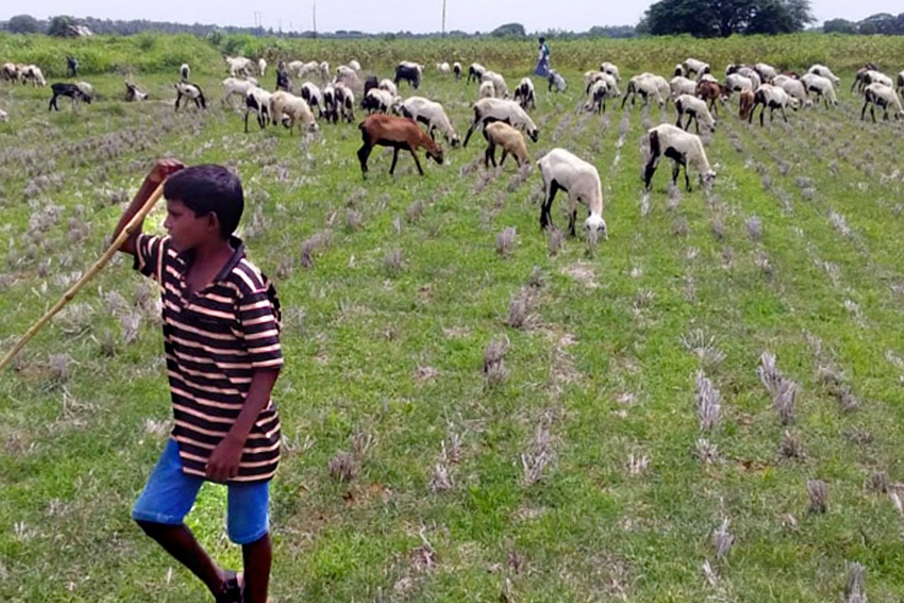 2020 08 SHED Goat Grazing Rescue On the Field