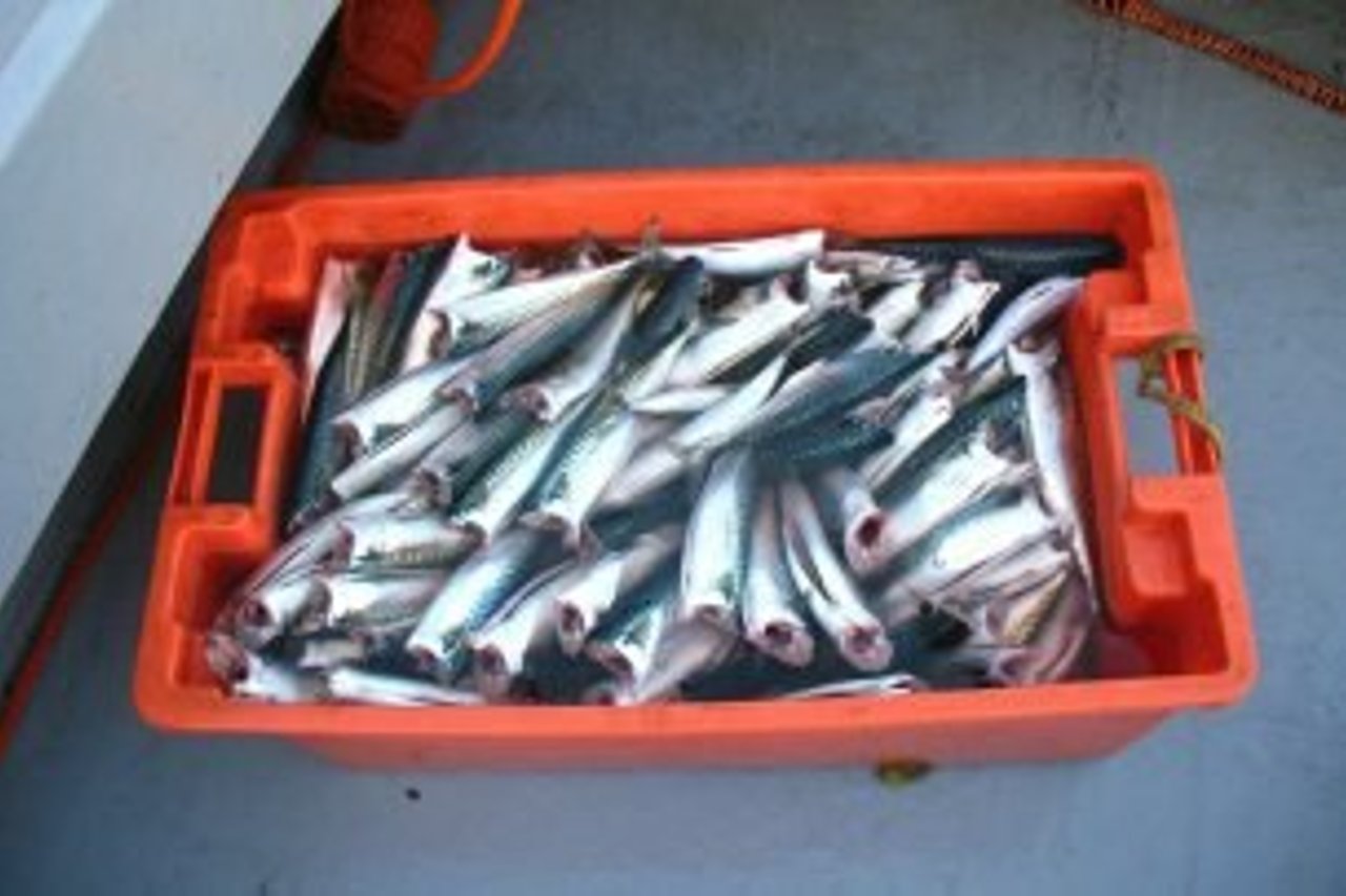 Dy fish finances freedom 2